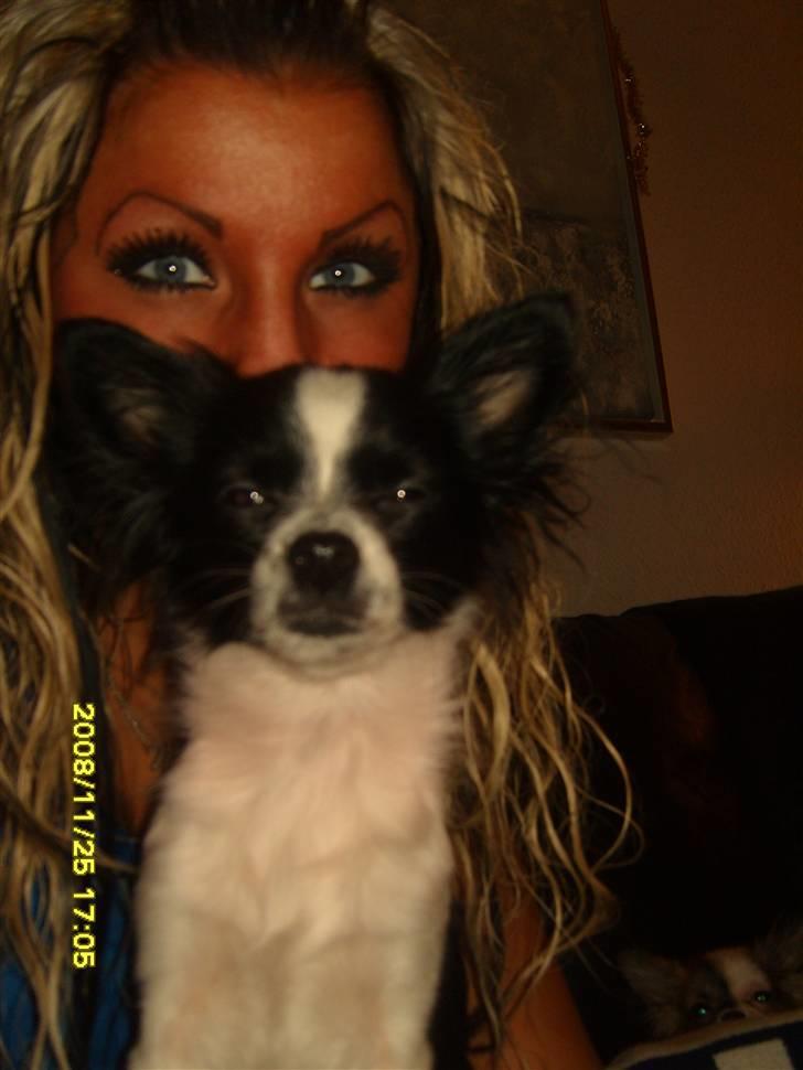 Chihuahua Chanel - Chanels 2. jul <3 billede 12