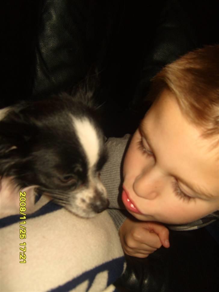 Chihuahua Chanel - Chanel & Luas´s romantiske øjeblikke <3 billede 13