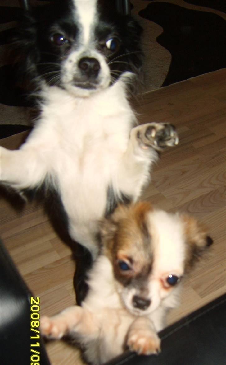 Chihuahua Chanel billede 14