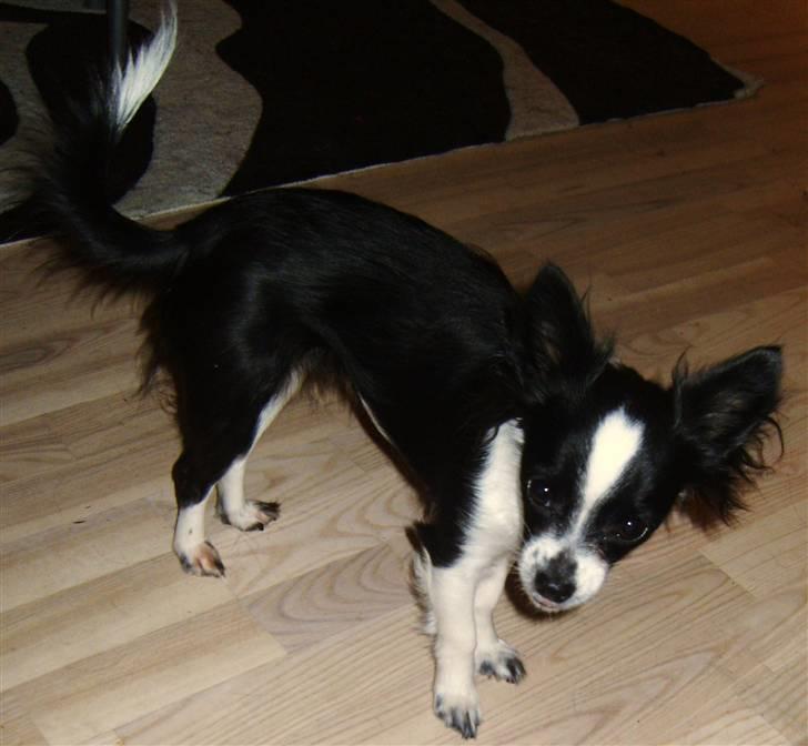 Chihuahua Chanel billede 15