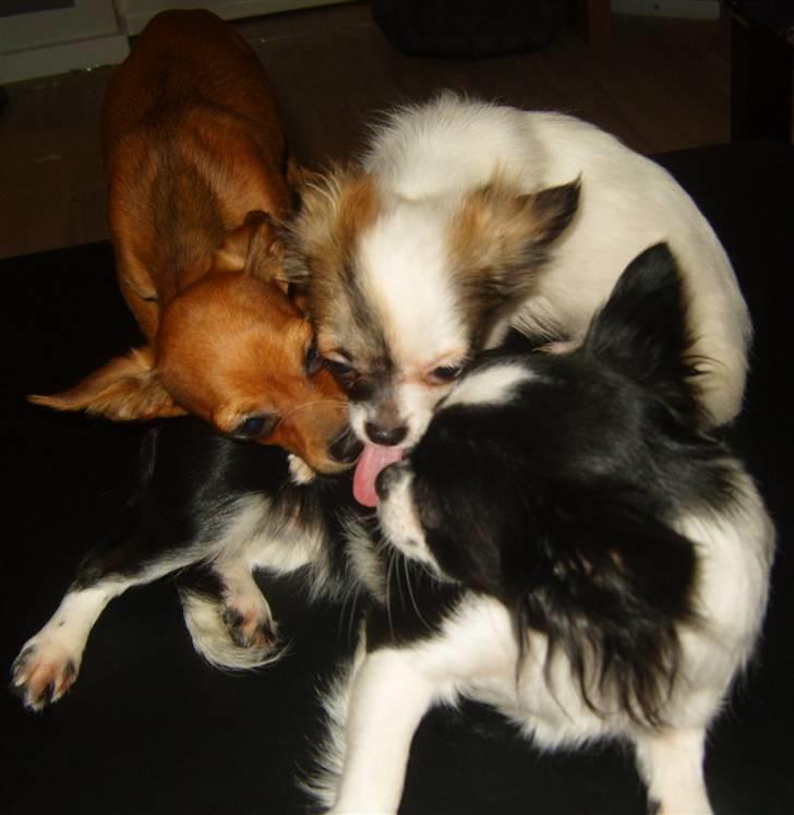 Chihuahua Chanel - Chanel & Valentino kysser Kemba farvel :( billede 16