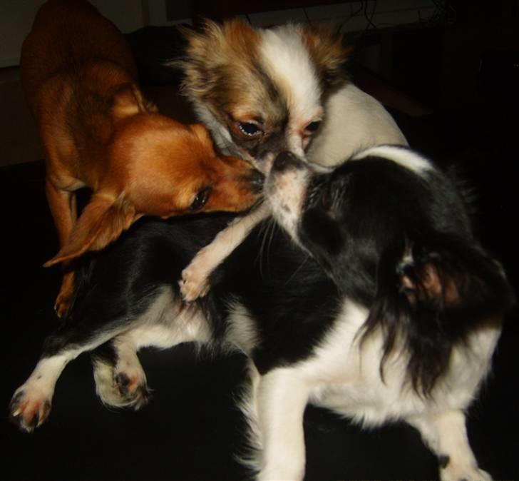 Chihuahua Chanel - de kysser lidt mere på hende :( billede 17