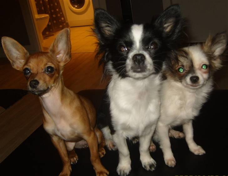 Chihuahua Chanel - fik alle 3 på Kemba´s sidste dag :( billede 18