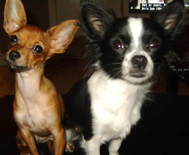 Chihuahua Chanel - Søstrene <3 billede 19