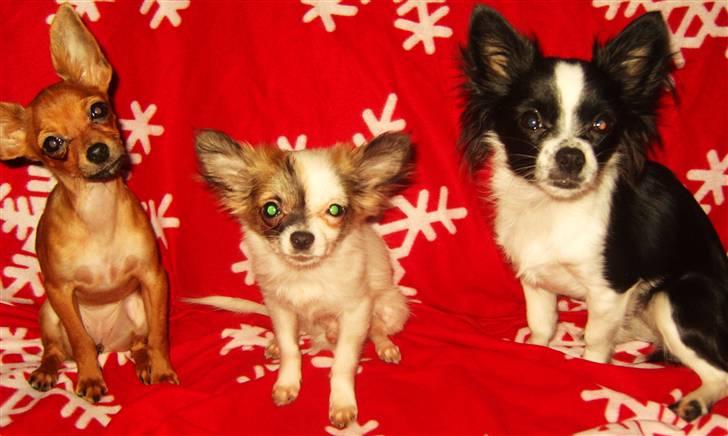 Chihuahua Chanel - Julebilledet af dem alle 3 <3 Kemba vi savner dig <3 billede 20