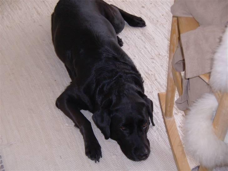 Labrador retriever tøsen R.I.P min dejlige - det her er nok det flotteste billede af hende billede 1