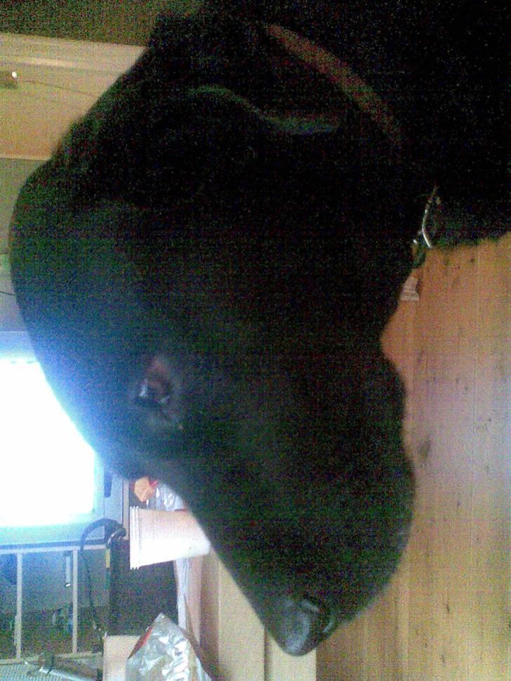 Labrador retriever tøsen R.I.P min dejlige - taget med mobil billede 2