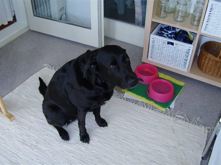 Labrador retriever tøsen R.I.P min dejlige - hun sad og ventede på godbid  :) billede 3