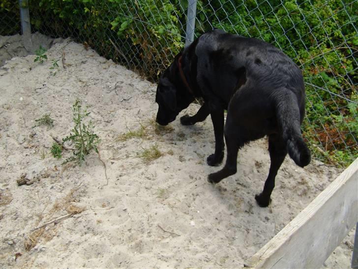 Labrador retriever tøsen R.I.P min dejlige - lige ude på tur billede 4
