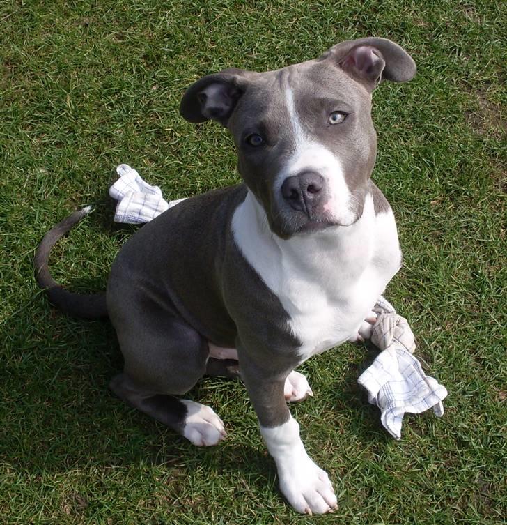 Amerikansk staffordshire terrier Tyson billede 10