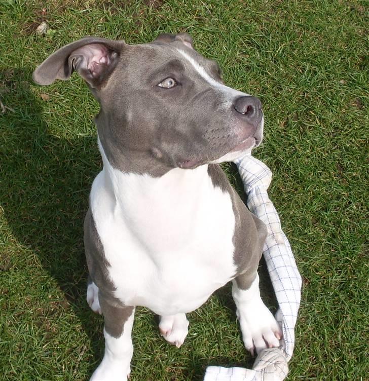 Amerikansk staffordshire terrier Tyson billede 14