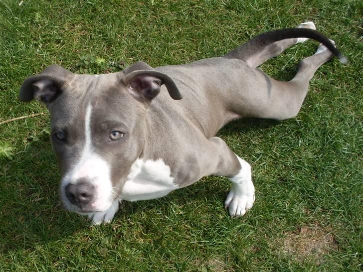 Amerikansk staffordshire terrier Tyson billede 9
