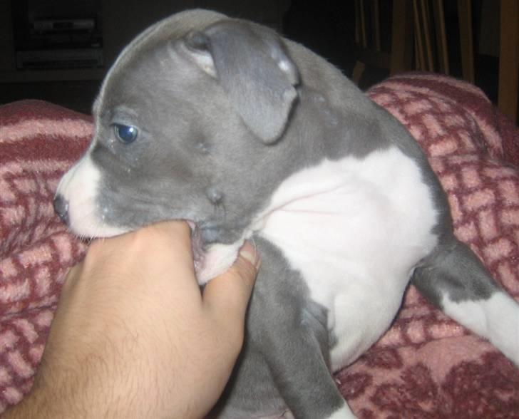 Amerikansk staffordshire terrier Tyson billede 15