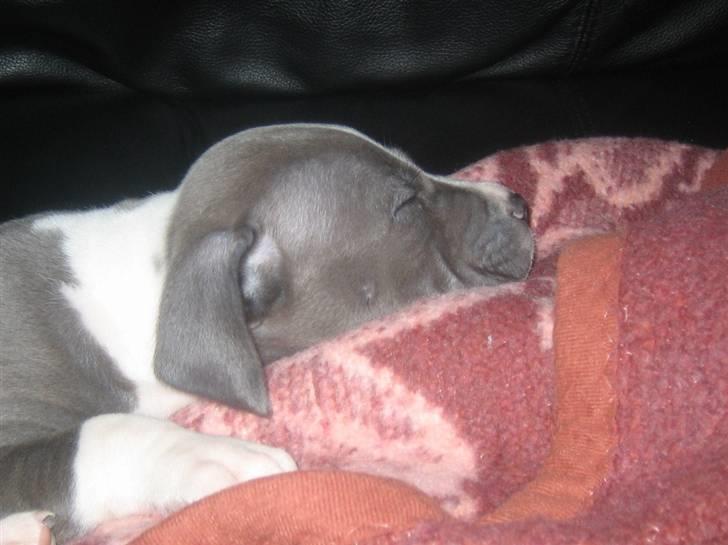 Amerikansk staffordshire terrier Tyson billede 16
