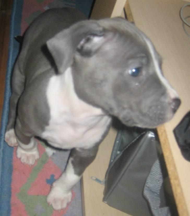 Amerikansk staffordshire terrier Tyson billede 17