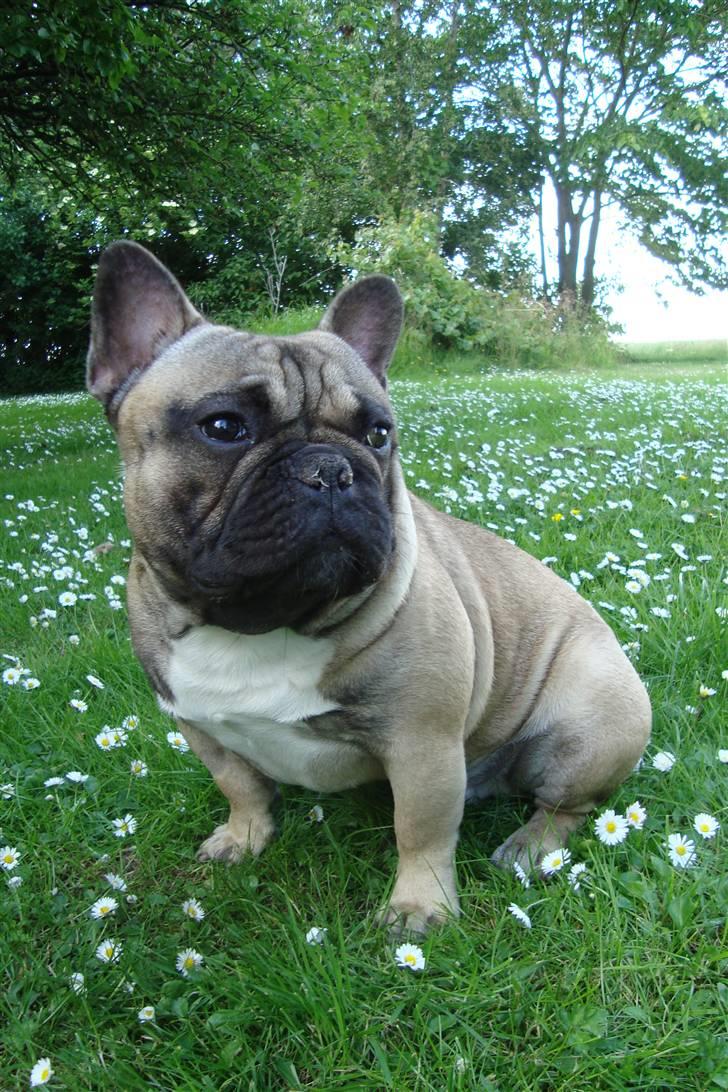 Fransk bulldog Oscar billede 1