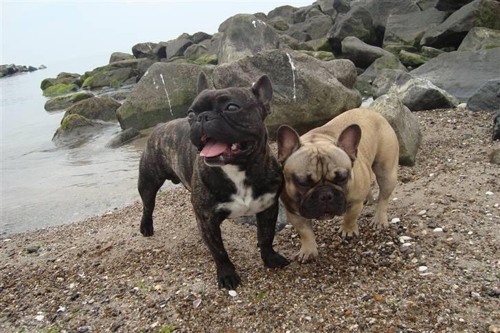 Fransk bulldog Oscar billede 3