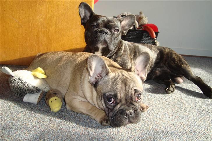 Fransk bulldog Oscar billede 4