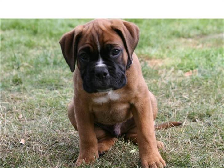Boxer Tyson - her er jeg ikke så stor billede 12