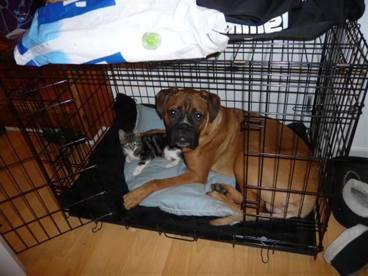 Boxer Tyson - mig og Molly billede 13