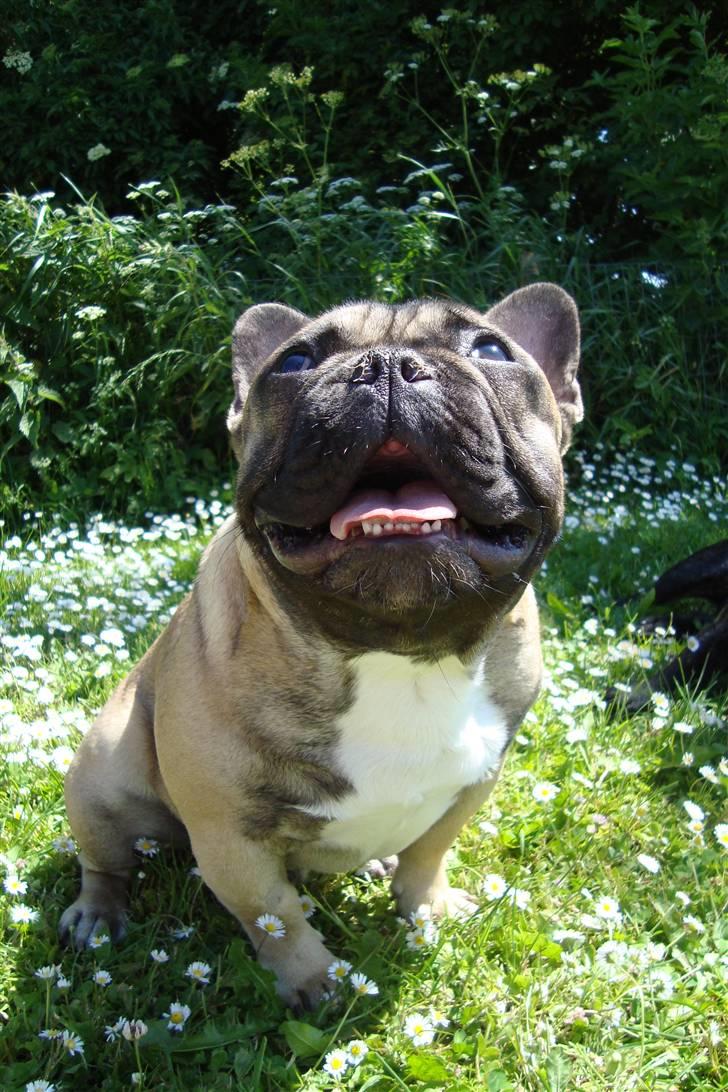 Fransk bulldog Oscar billede 5