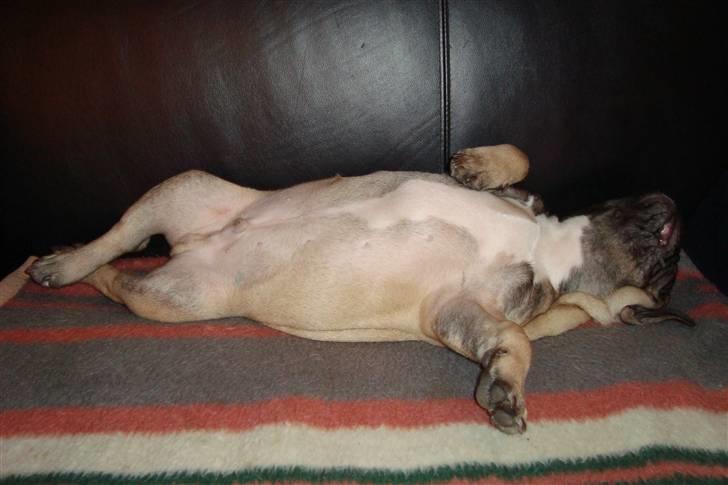 Fransk bulldog Oscar billede 6