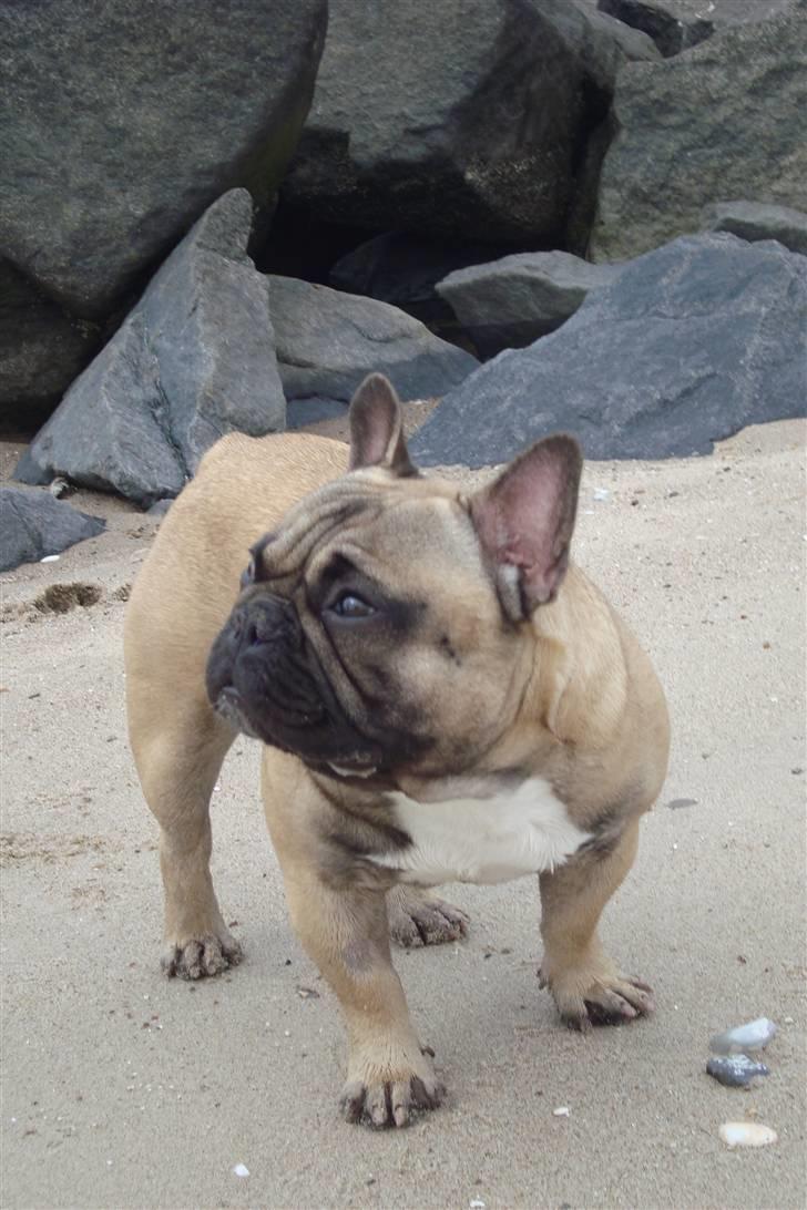 Fransk bulldog Oscar billede 7