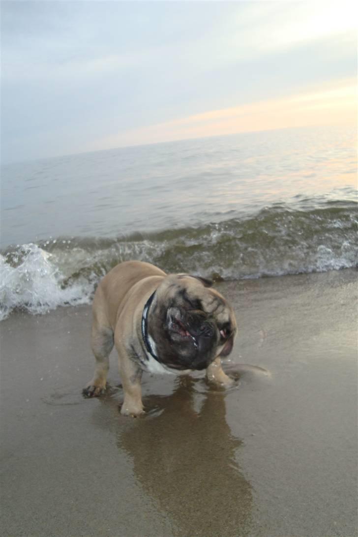 Fransk bulldog Oscar billede 8