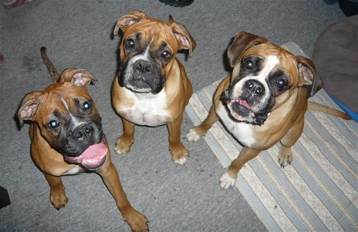 Boxer Tyson - mig, brormand og mor billede 14