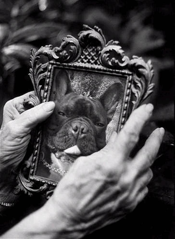 Fransk bulldog THORKILD SOLGT billede 14