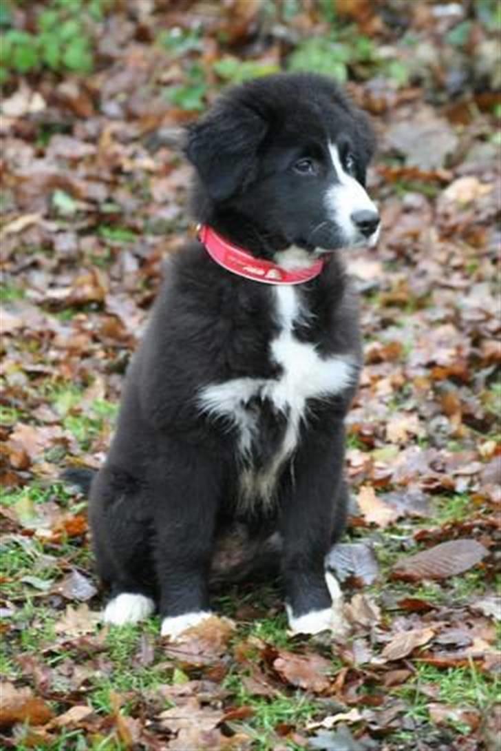 Blanding af racer Emma billede 1