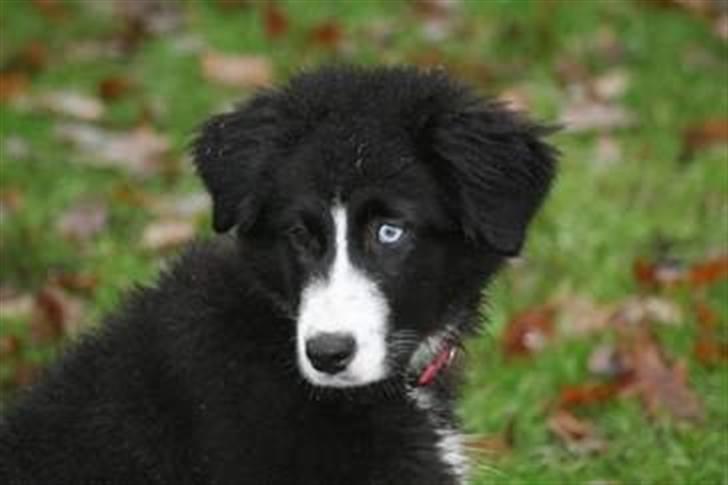 Blanding af racer Emma billede 2