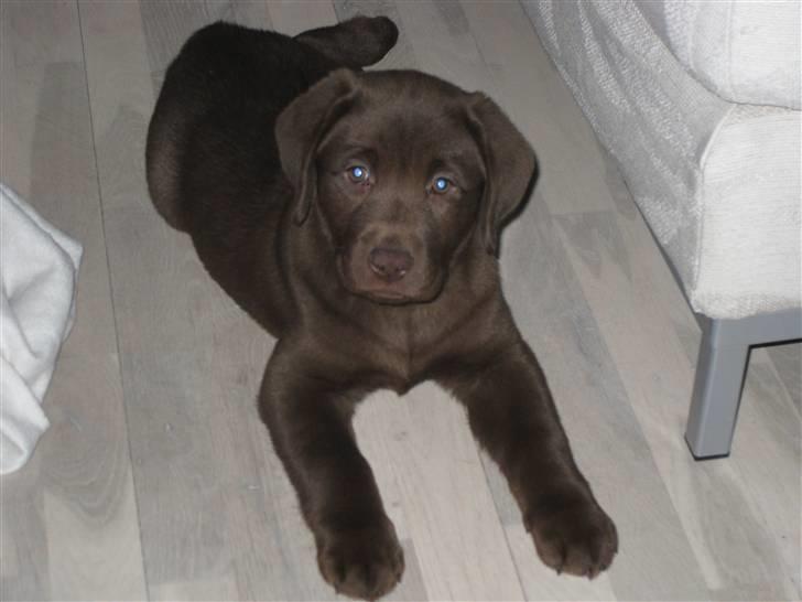 Labrador retriever Cookie billede 12