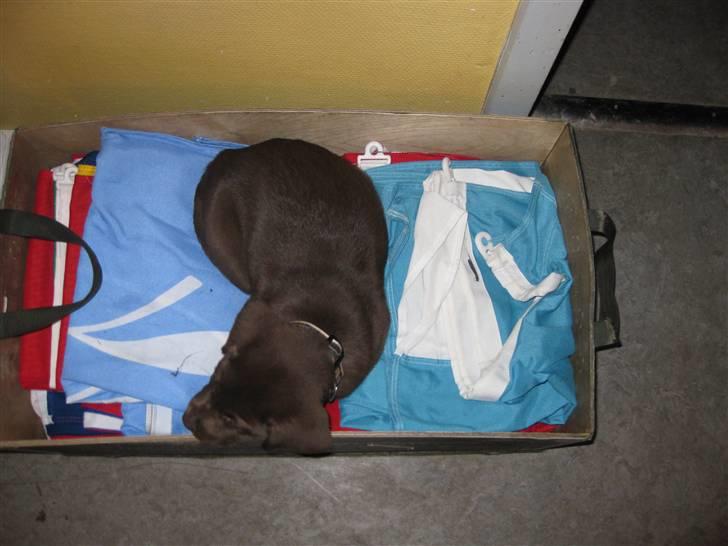 Labrador retriever Cookie - Jeg vogter flagene for far på høvelte kaserne billede 13