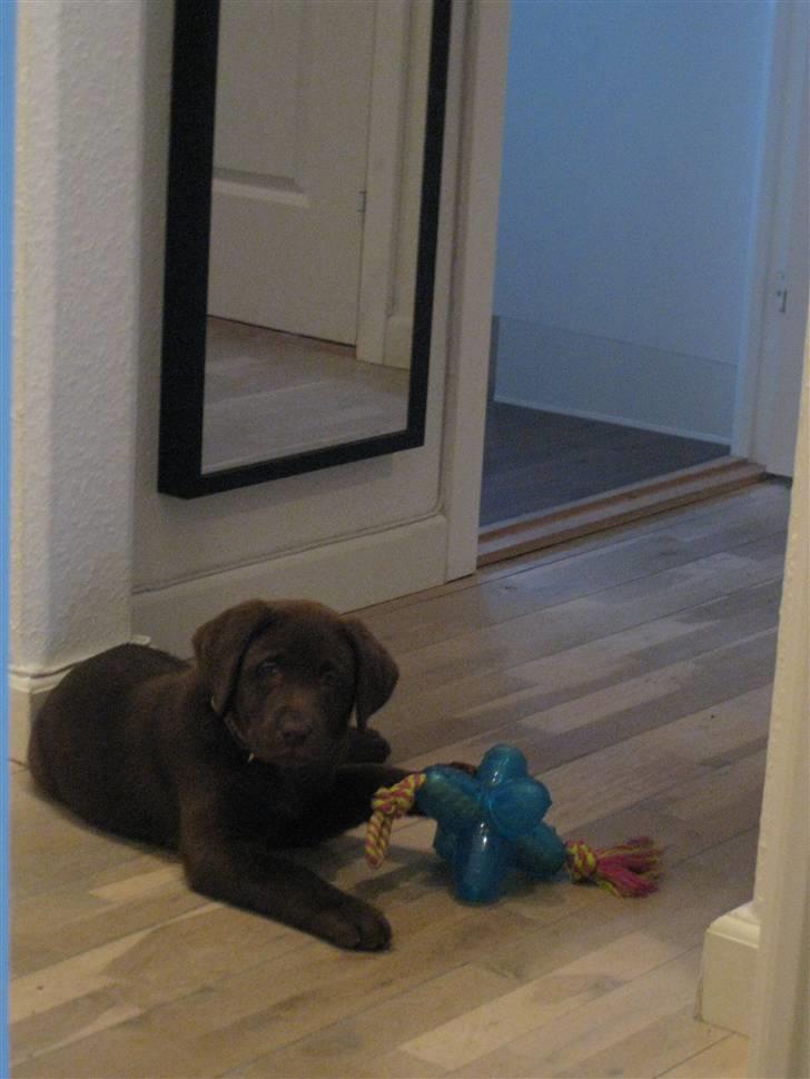 Labrador retriever Cookie billede 14