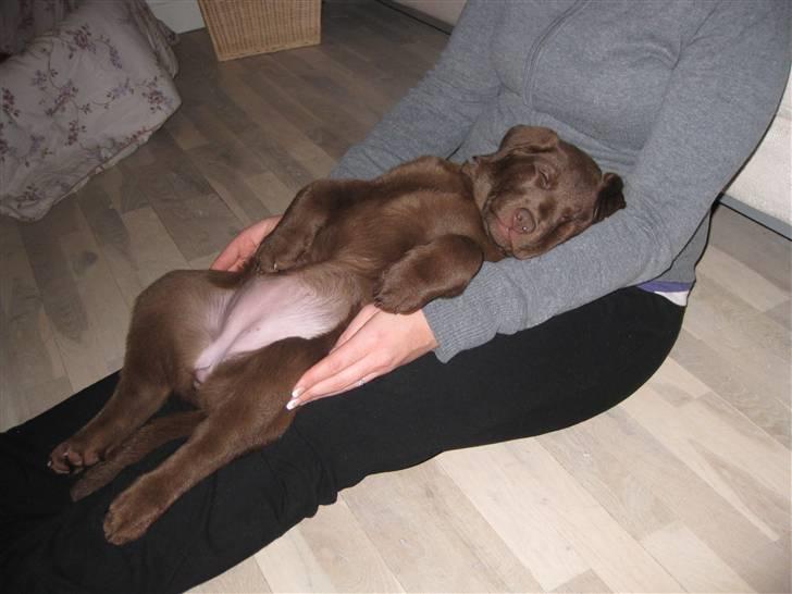 Labrador retriever Cookie - Her ligger jeg SKØØØNT billede 15