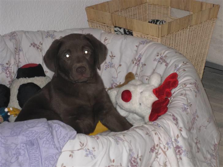 Labrador retriever Cookie billede 16