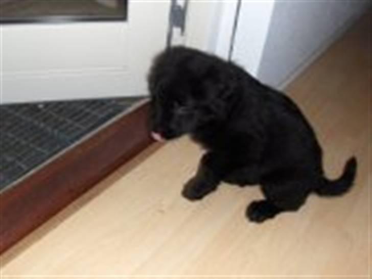 Blanding af racer Rossi billede 6