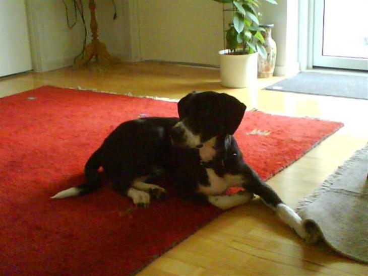 Blanding af racer Moxie - Holder lige et hvil hjemme hos farmor :0) billede 1