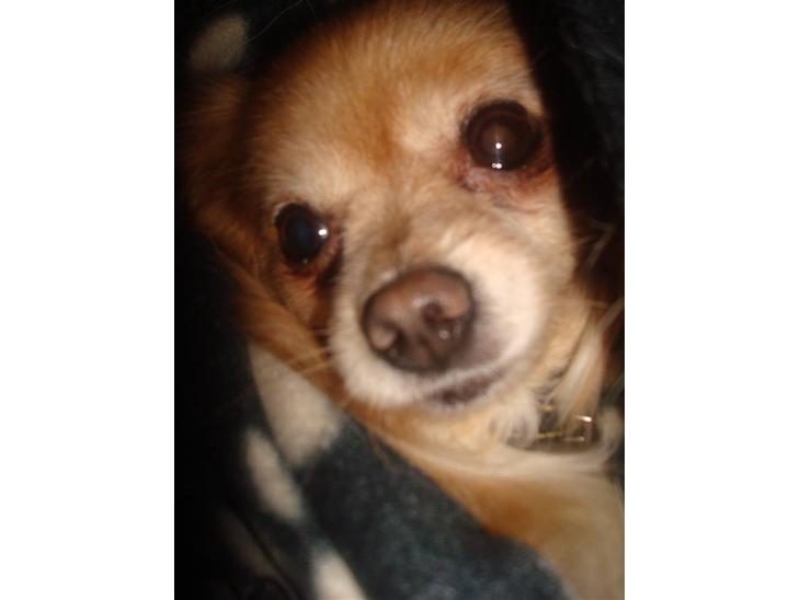 {{currentPhoto.altText}} billede {{currentPhoto.number}}