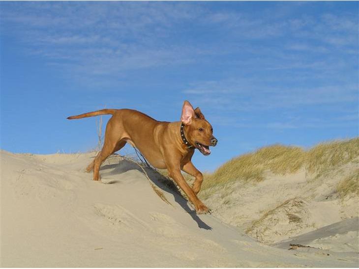 Rhodesian ridgeback Ozzy - Ozzy i klitterne ved Nr. Nebel i d. 21 nov. 2008 billede 1