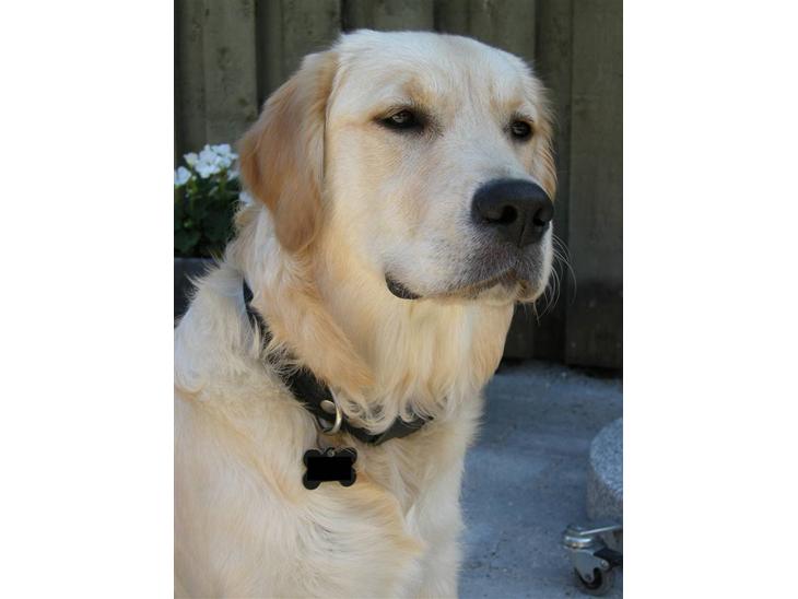 {{currentPhoto.altText}} billede {{currentPhoto.number}}