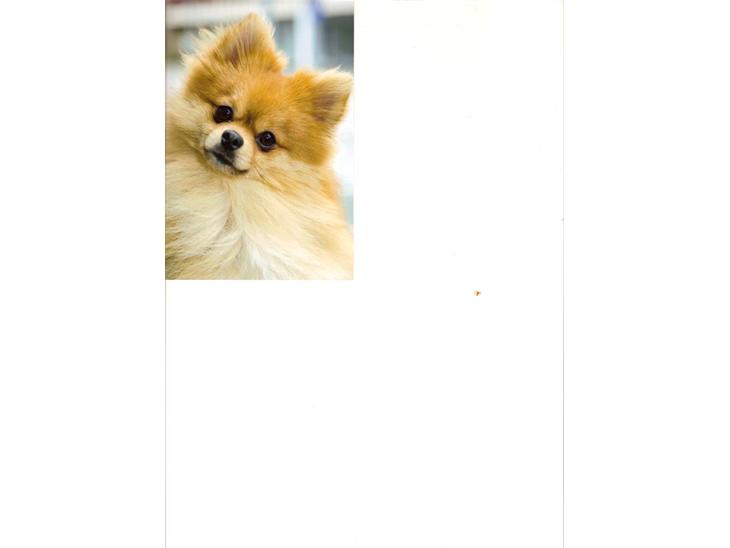 Pomeranian Kashmir - Herren synes selv han er sød ..  billede 1