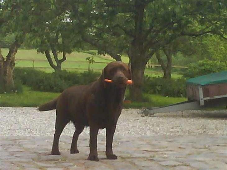 Labrador retriever Molly<3 - Vil du lege??!!! xD billede 1