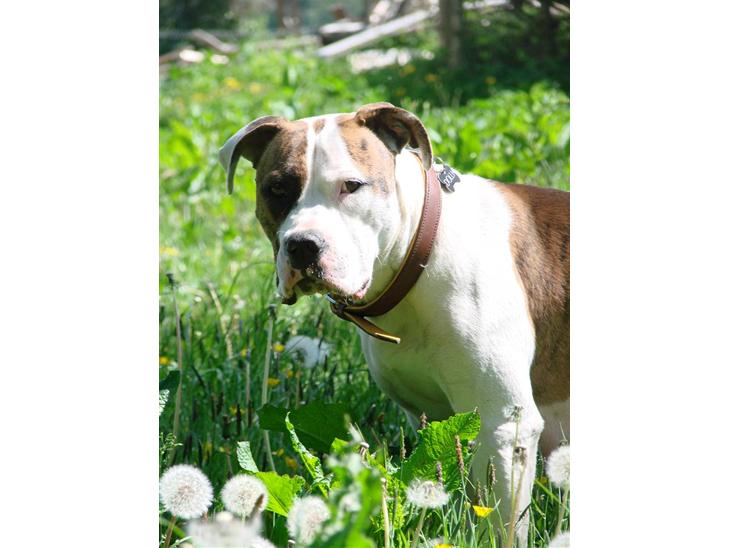 {{currentPhoto.altText}} billede {{currentPhoto.number}}