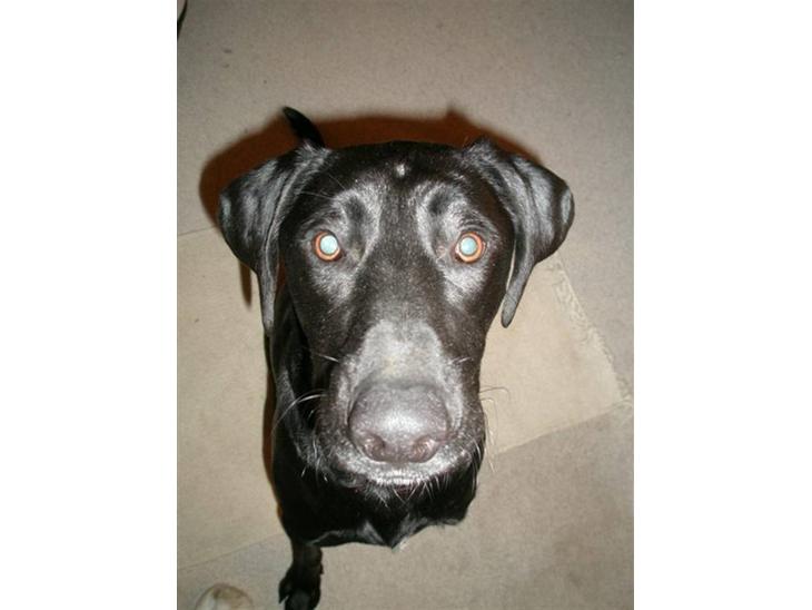 Labrador retriever Manse Danefeld billede 1