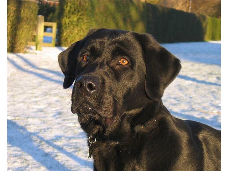 Labrador retriever Nemo - dejlige dreng. helt nyt billed fra 2009 billede 1
