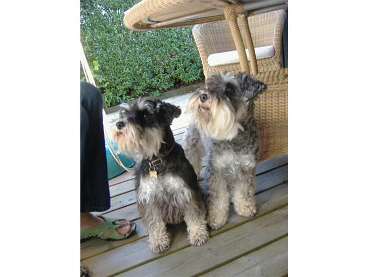 {{currentPhoto.altText}} billede {{currentPhoto.number}}