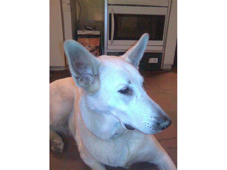 {{currentPhoto.altText}} billede {{currentPhoto.number}}