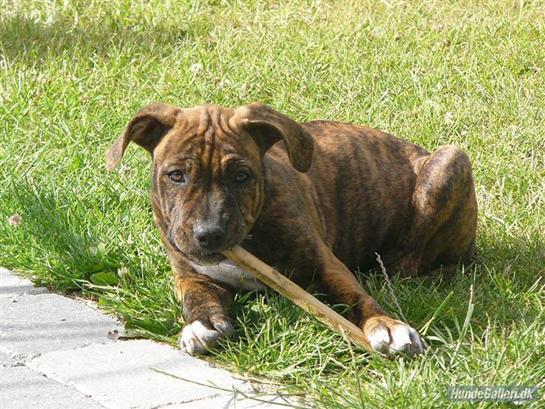 {{currentPhoto.altText}} billede {{currentPhoto.number}}